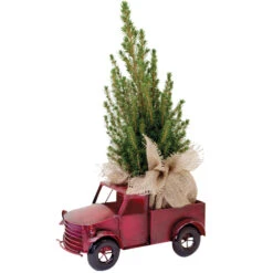 Tropi Co 22-in Pickup Decor And Live Mini Christmas Tree
